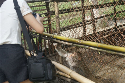 困在笼子里面的猴子